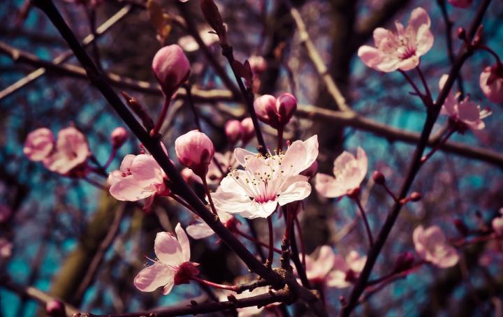 Almond blossom